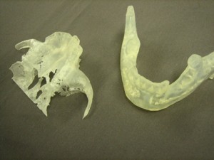 顎骨のプラスチックモデル