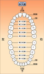 親知らずを含め大人の歯は上下１６本の計３２本の歯があります。