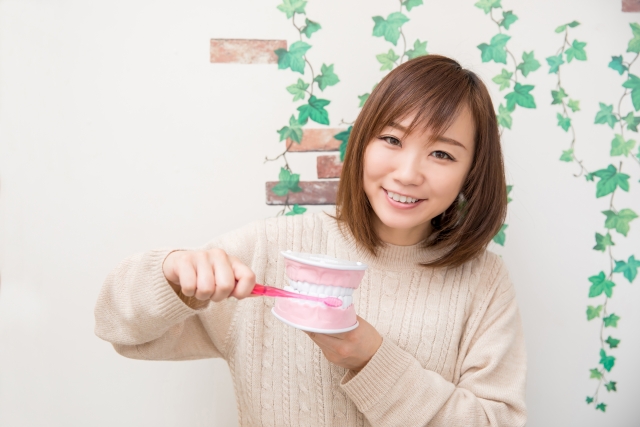 歯の模型を持つ女性